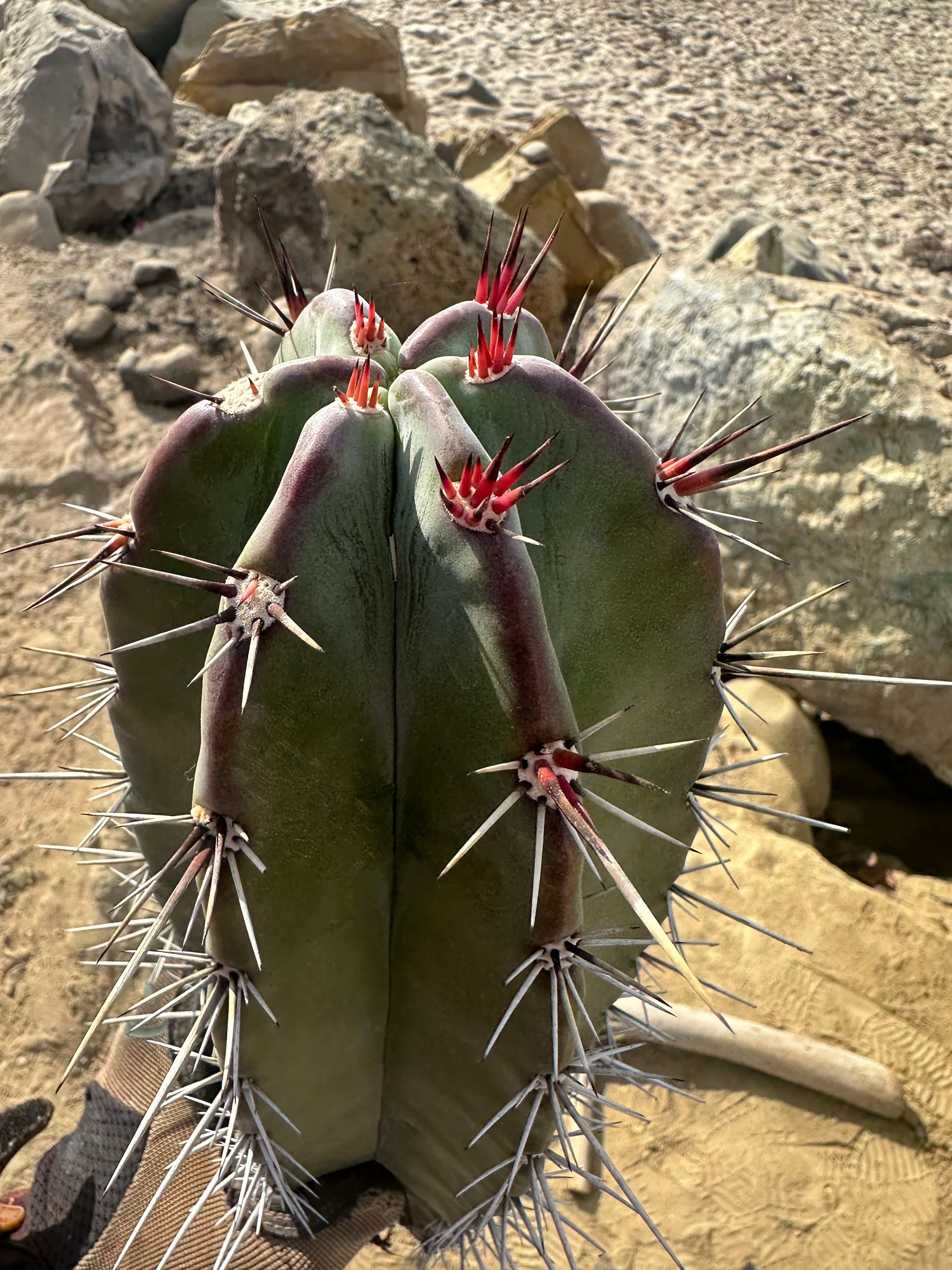 Stenocereus Huasticorum — XL 15” Pup