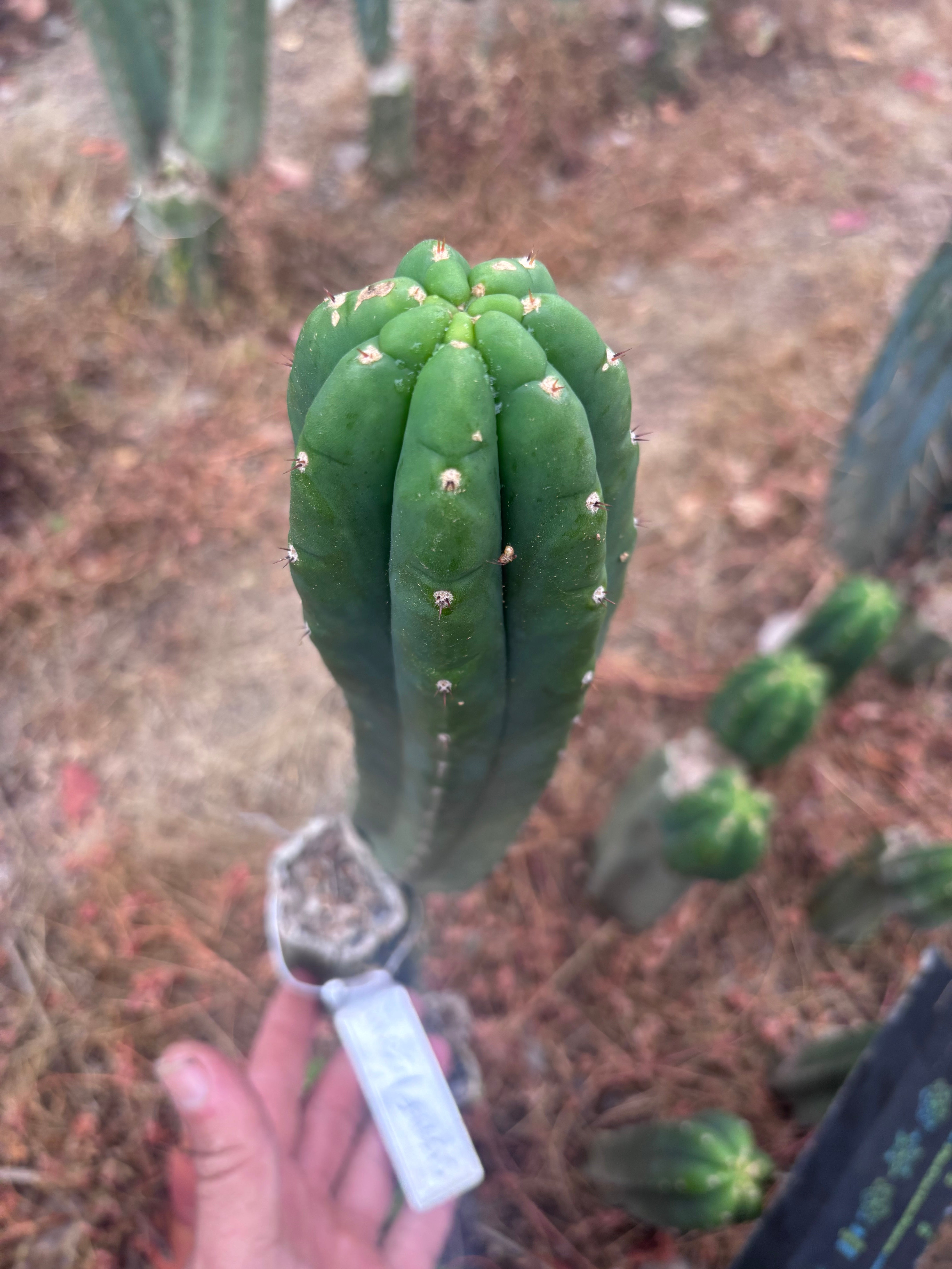 👑🌶️ Genesis — 11” Pup