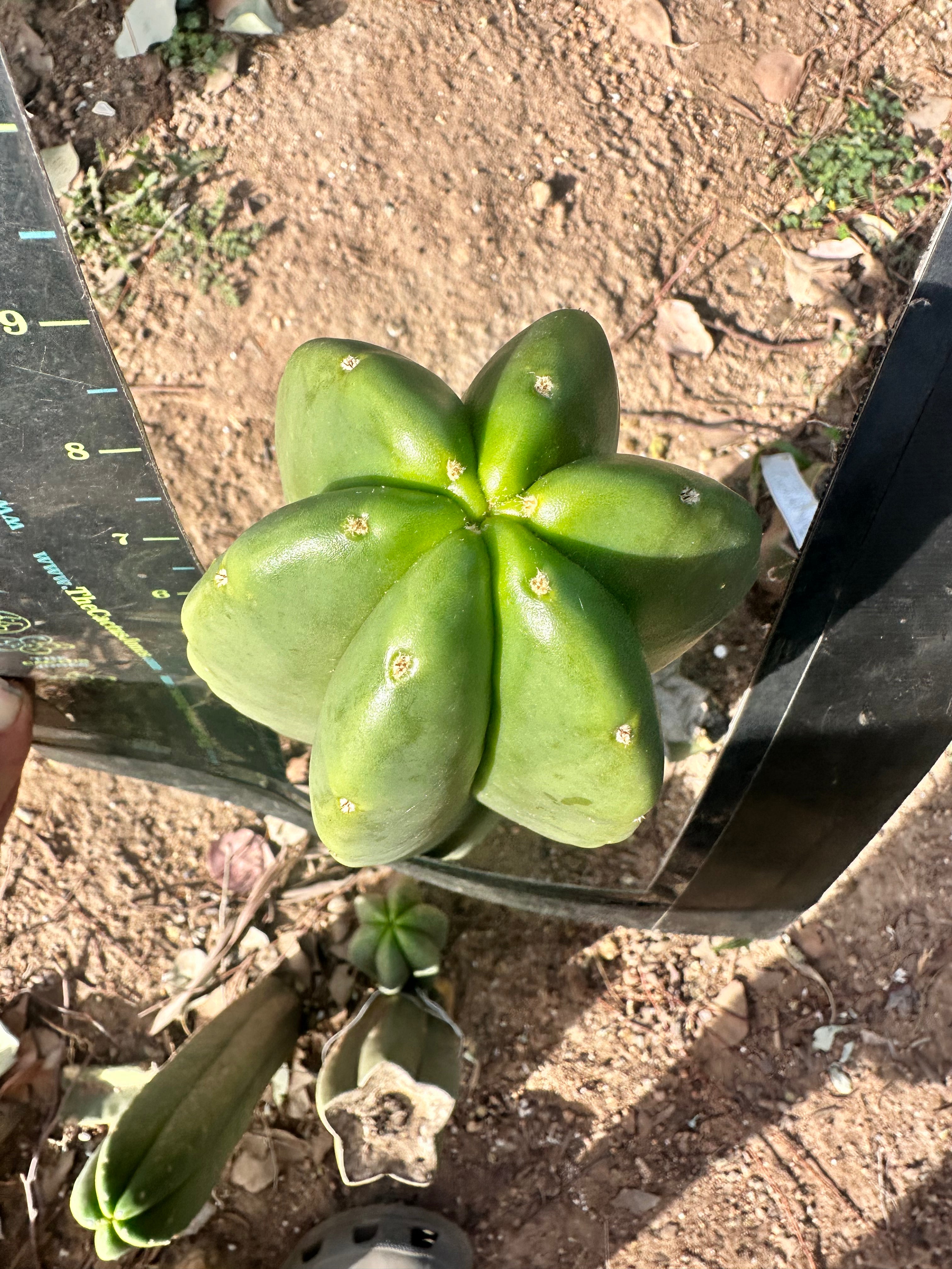 💎👑 Zulk — FATTY Tip