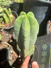 👑 Bondi Beach — 6” Tip