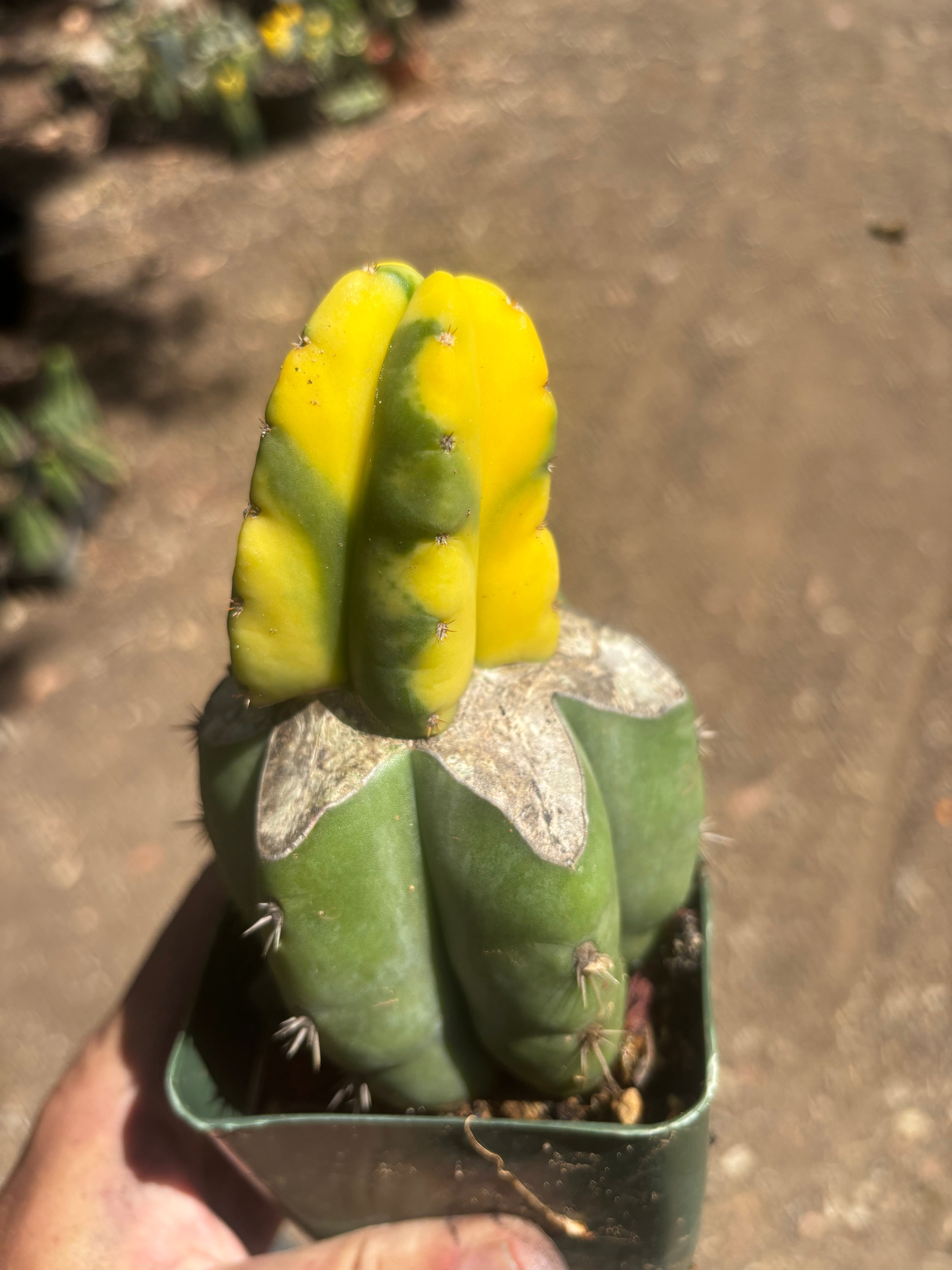 💎🔰 Ferah x Velvet, Vari #2 (FVV2) — Rooted Tip Graft