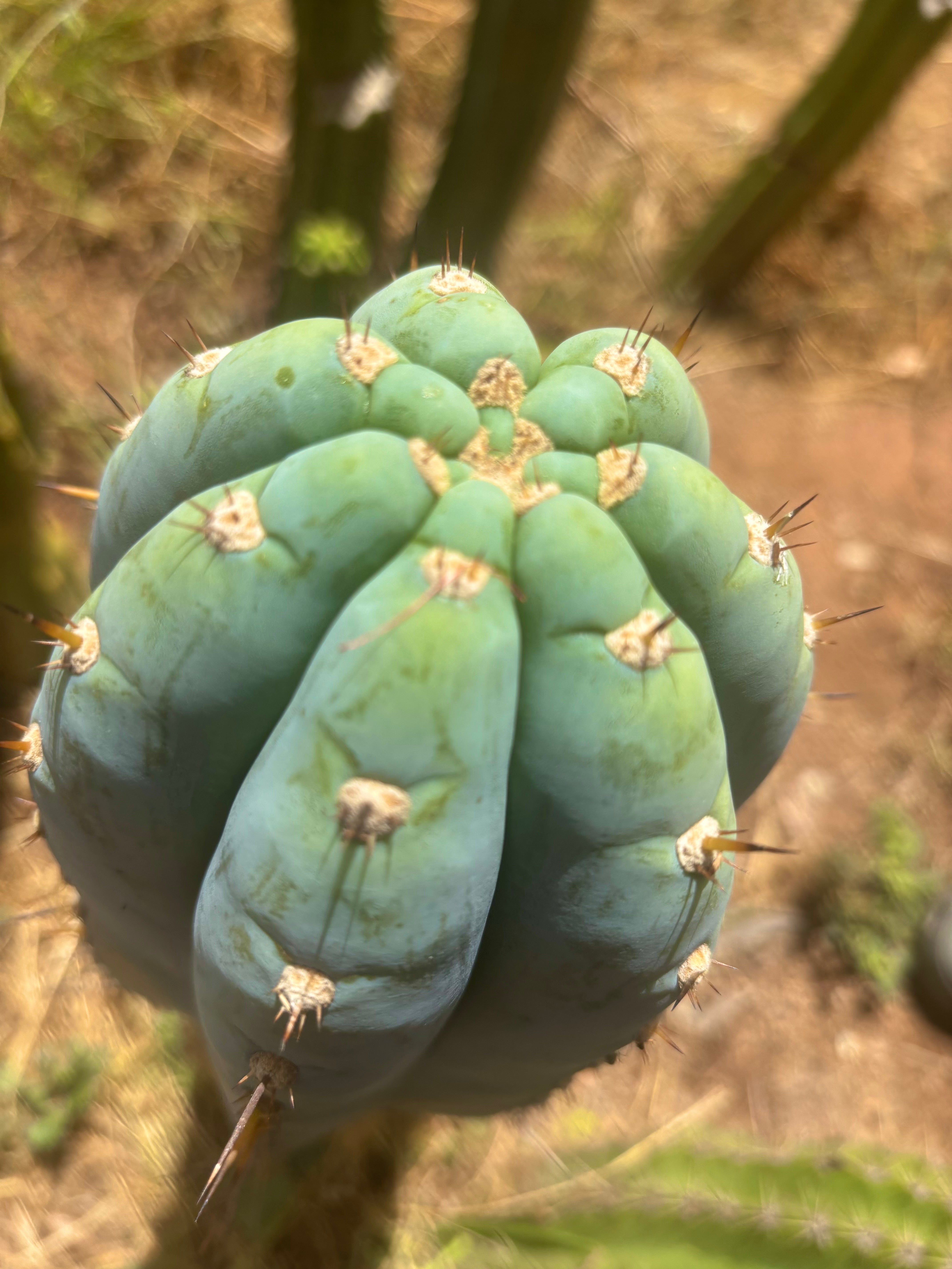 💎👑💎 Althea — *Massive* 9” Tip