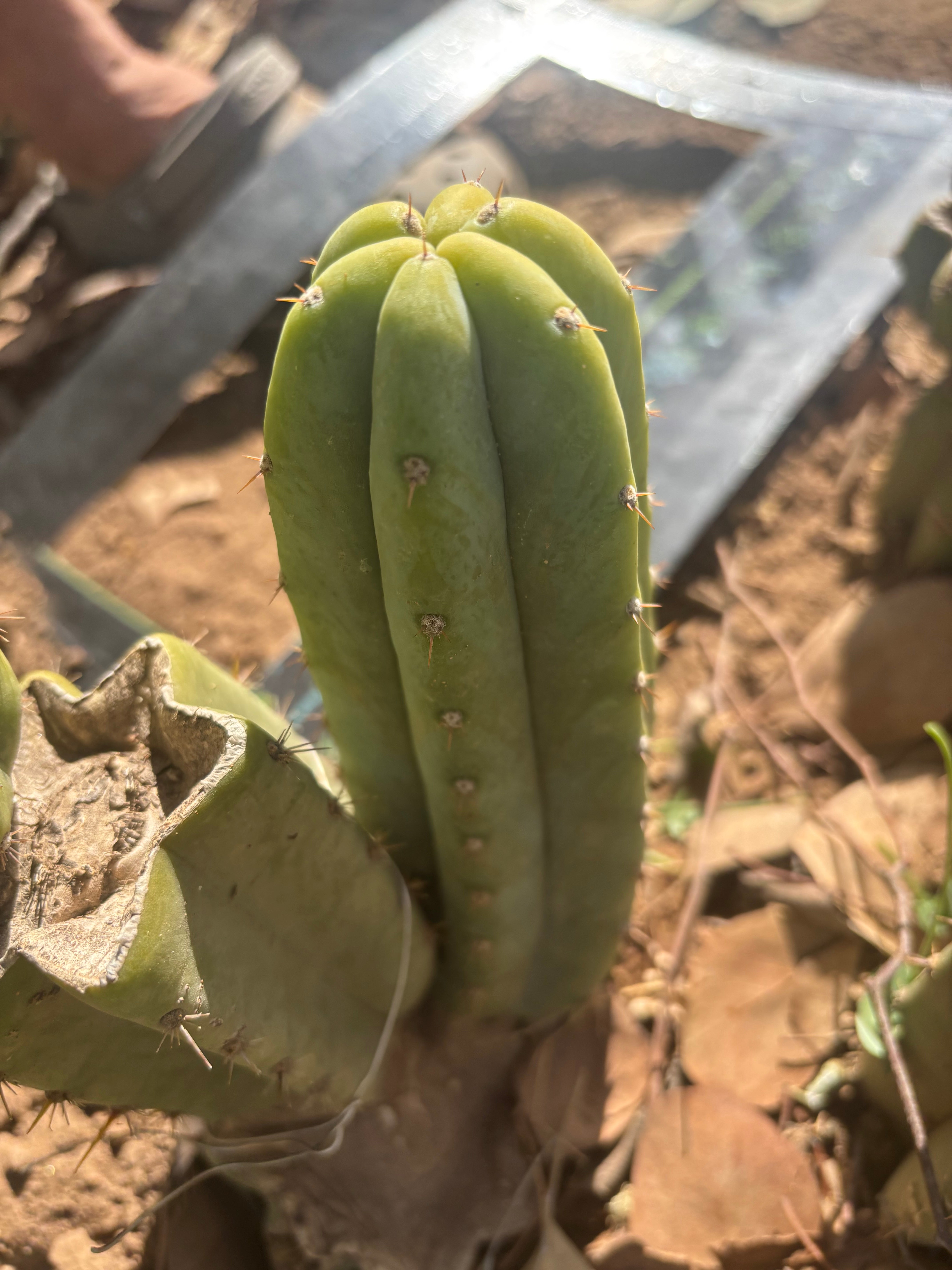 👑🌶️🌶️ Landfill — 9” Pup