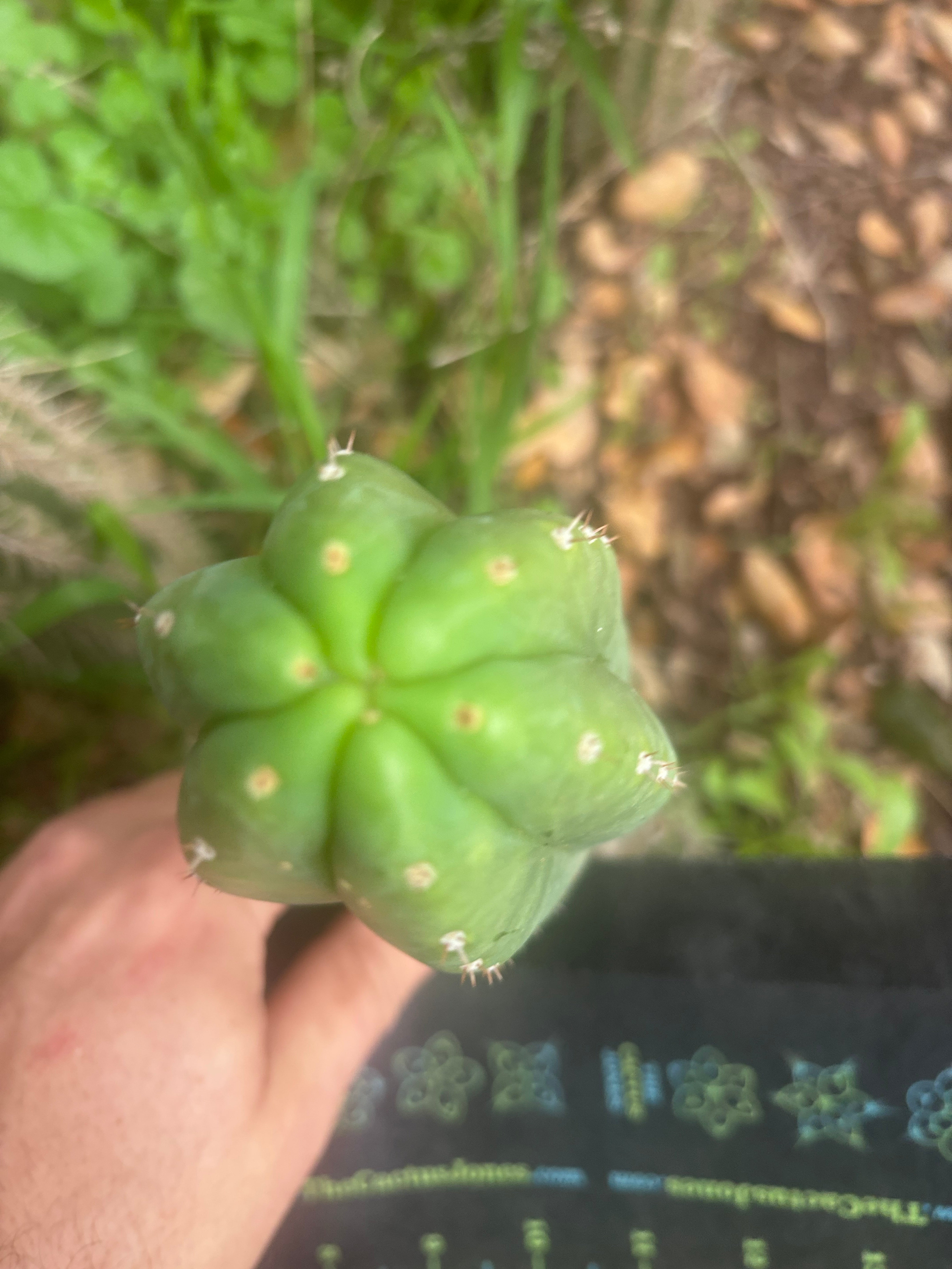💎👑🌶️🌶️ KR04 — 6.5” Grenade