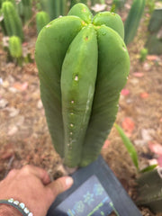 👑🌶️ Zulk — XL FAT 11” Pup