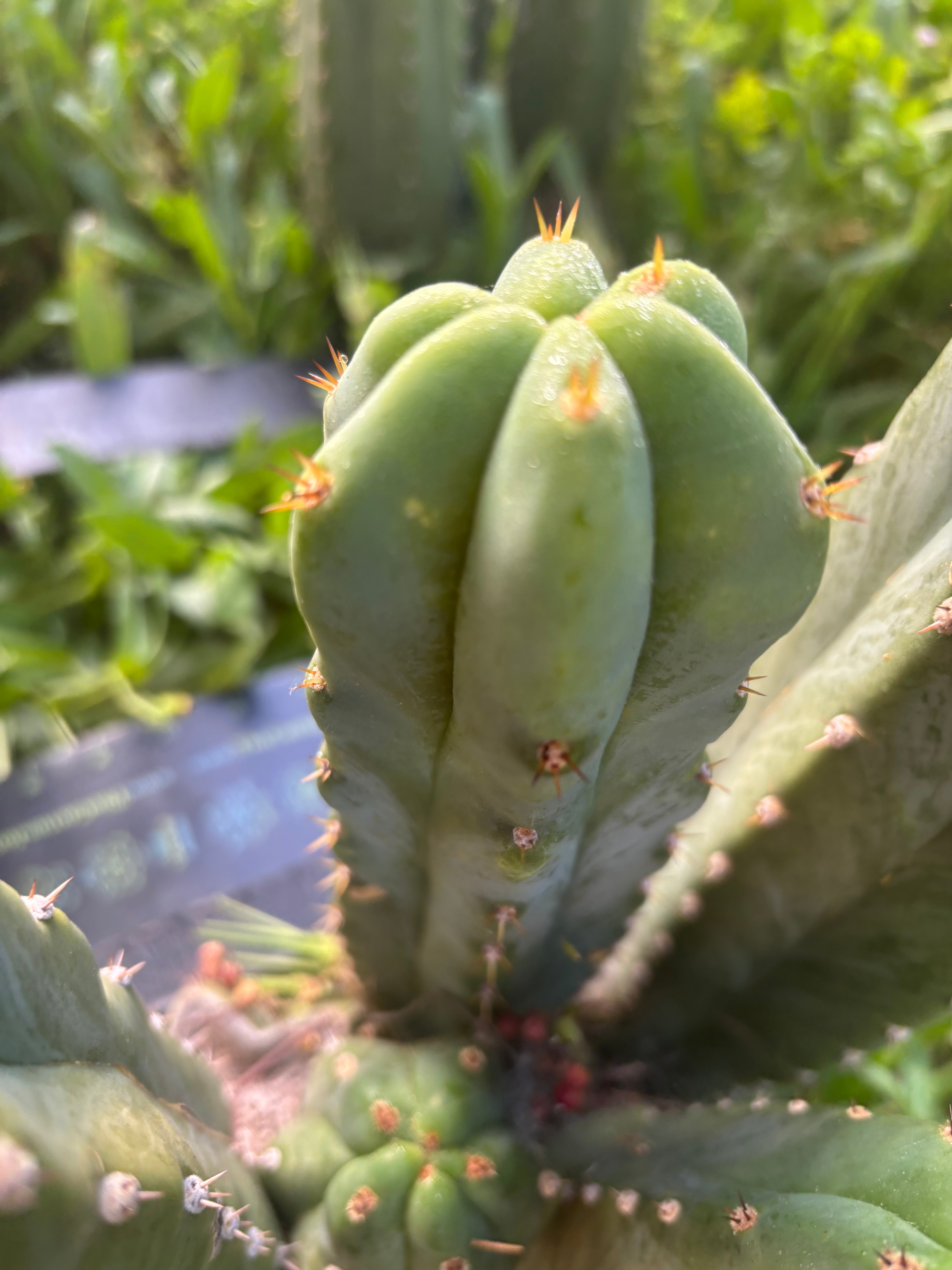 🌶️🌶️ NoidTwo — 11” Tip