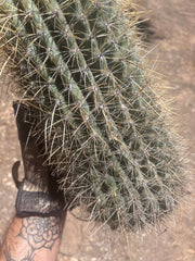 💎💎 T. Atacamensis — Massive Pup (Last One)