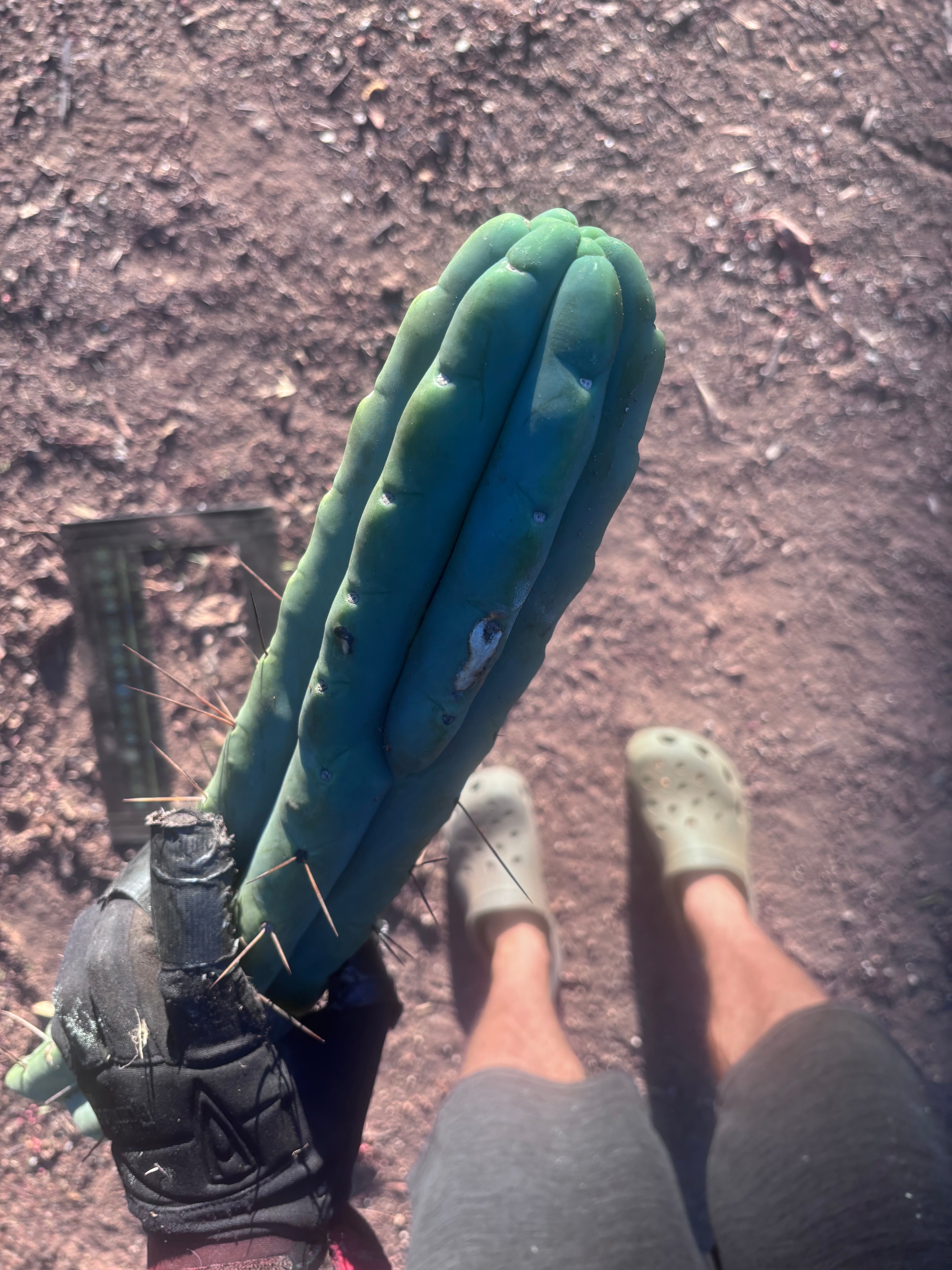 👑💎🌶️🌶️ Eileen — 17” Mega Tip