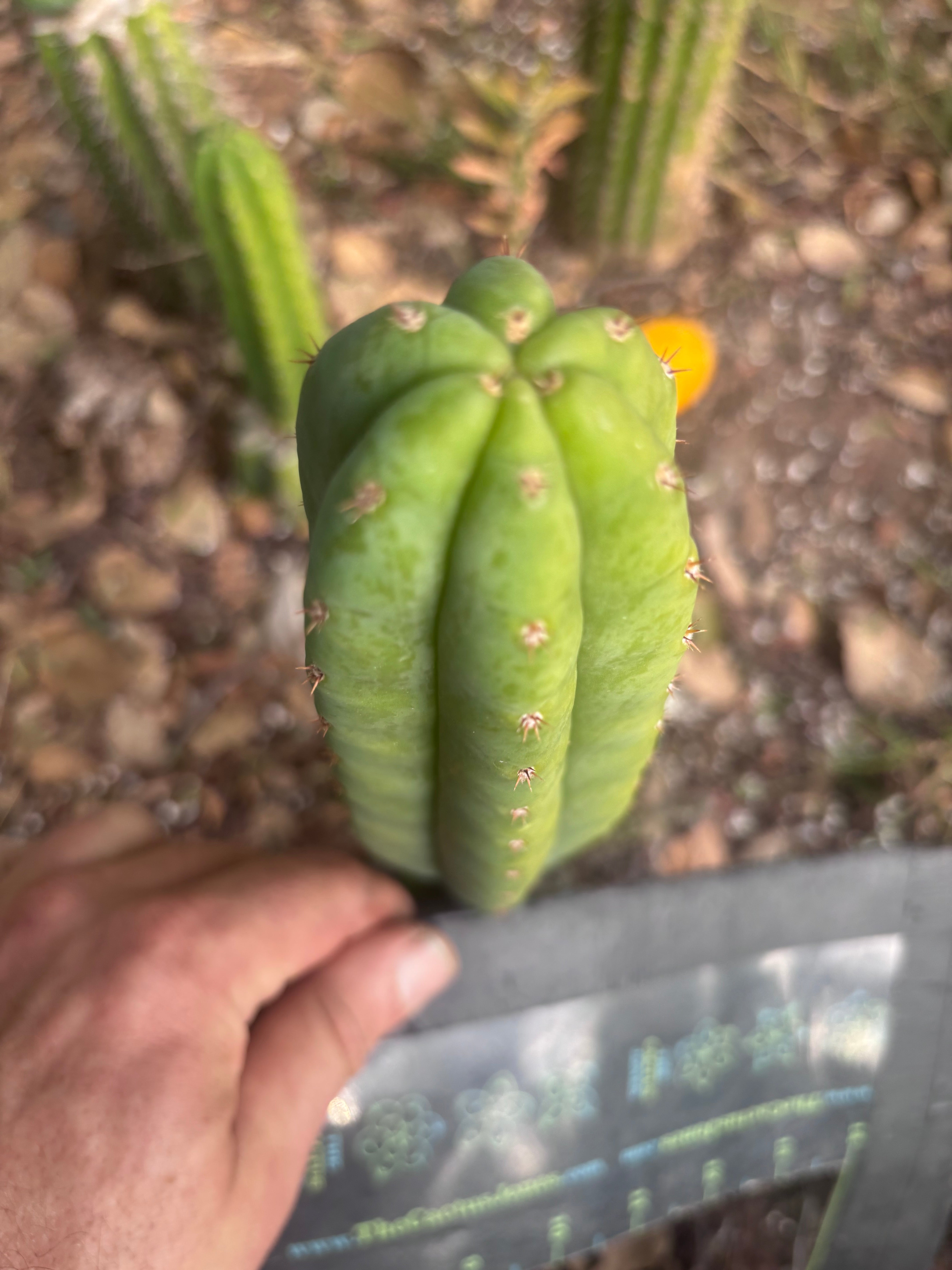 👑🌶️🌶️ KR04 — 6.5” Tip