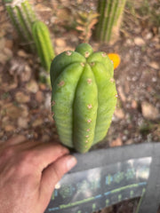 👑🌶️🌶️ KR04 — 6.5” Tip