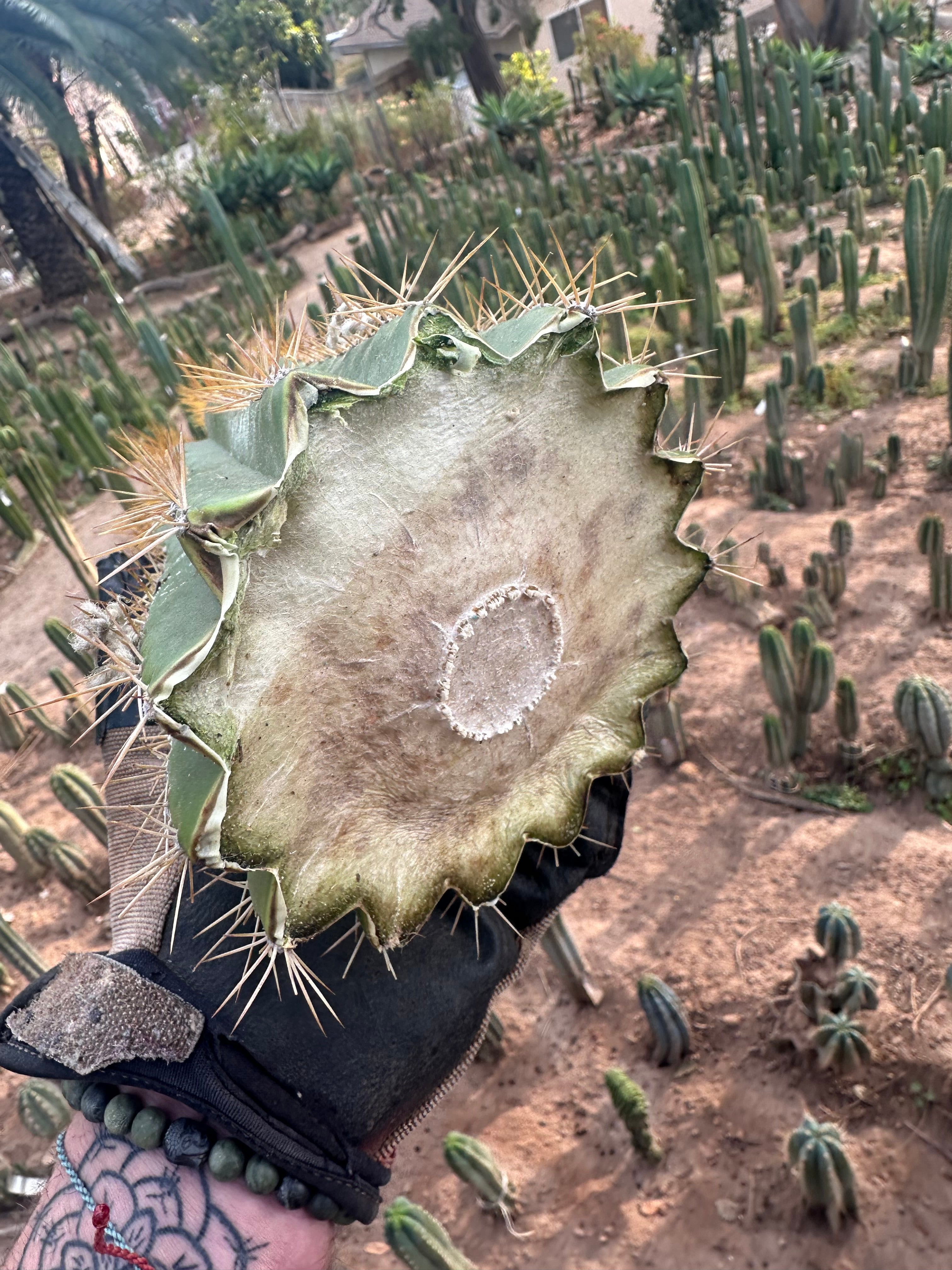 (LAST CALL) The World’s Greatest Grafting Stock — *FAT* 10” Tips (Pre-Order)