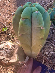 *👑🌶️ Bob’s Colossus—  Chonky 9” Pup