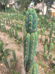 Colossus x Clyde  — XL 14” Tip