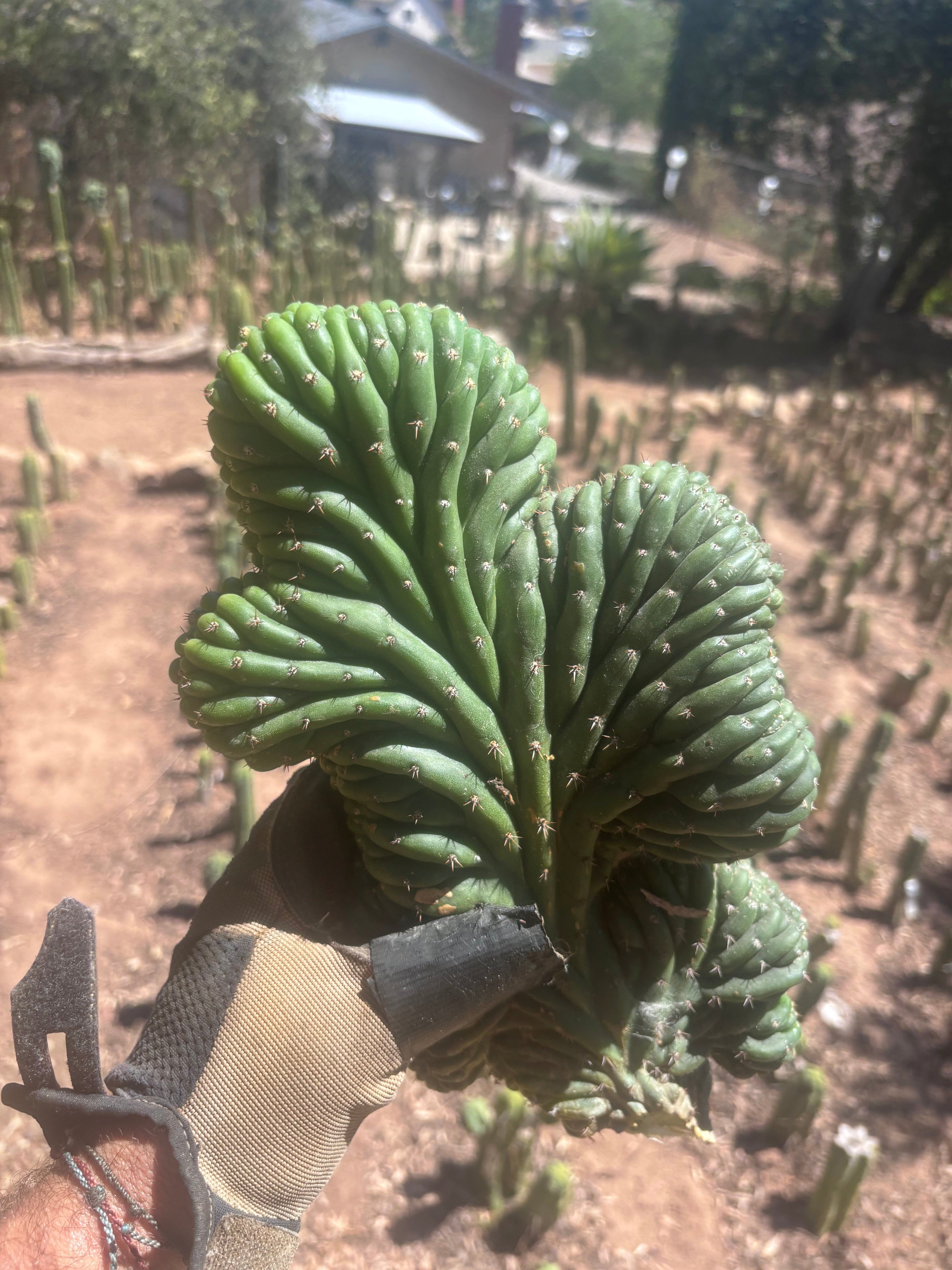 💎👑 TPMC — Large Crests (3)