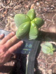 💎👑💎🌶️ Ferah — 8” Pup