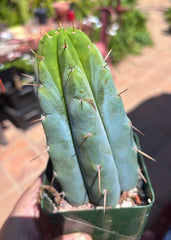 👑🌶️ Hammer — Rooted / Whole