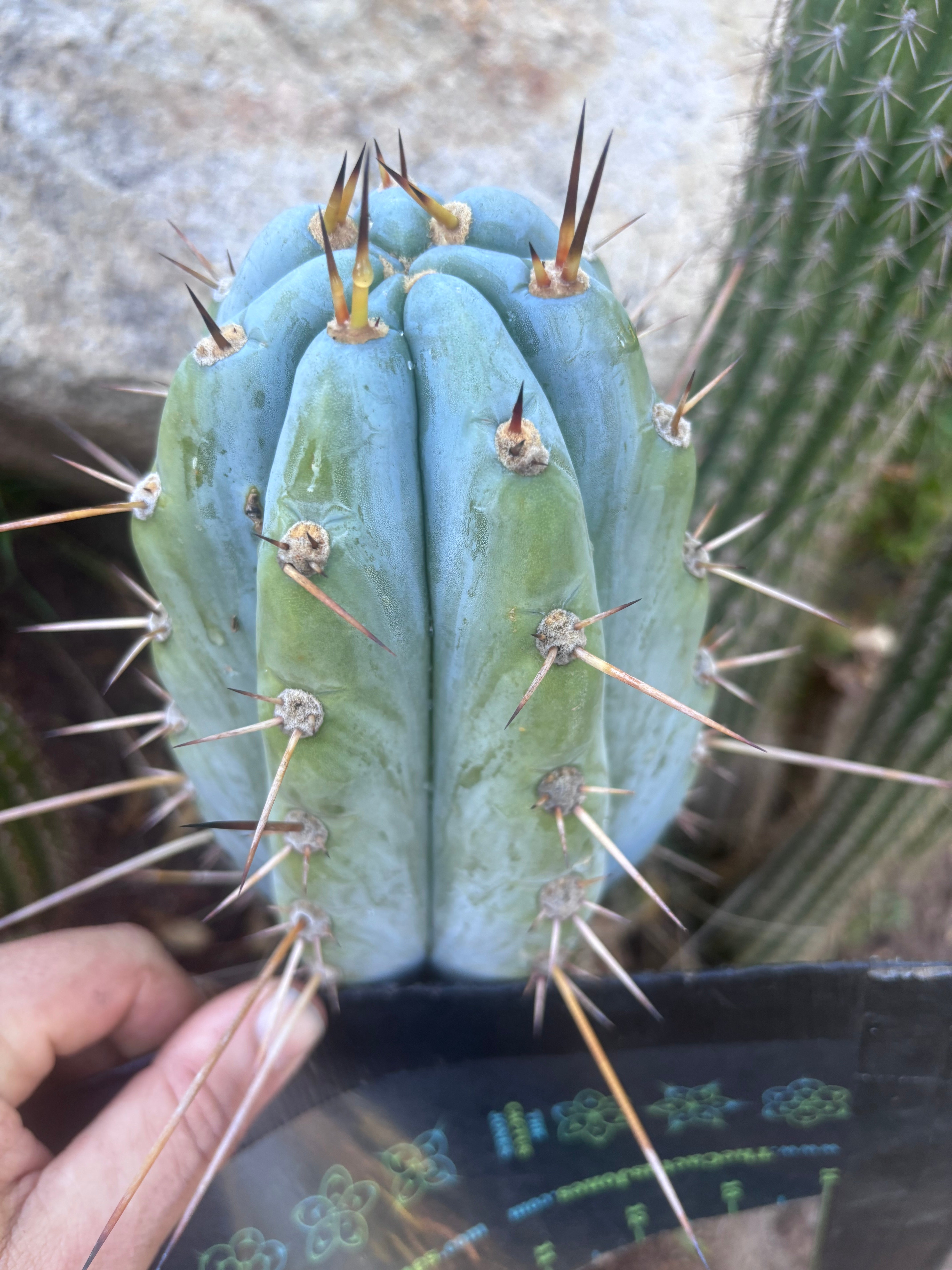 💎👑 BBG48.1540 — Fat 6” Tip