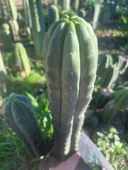 👑🌶️ Blue Ecuador — XL 14” Tip