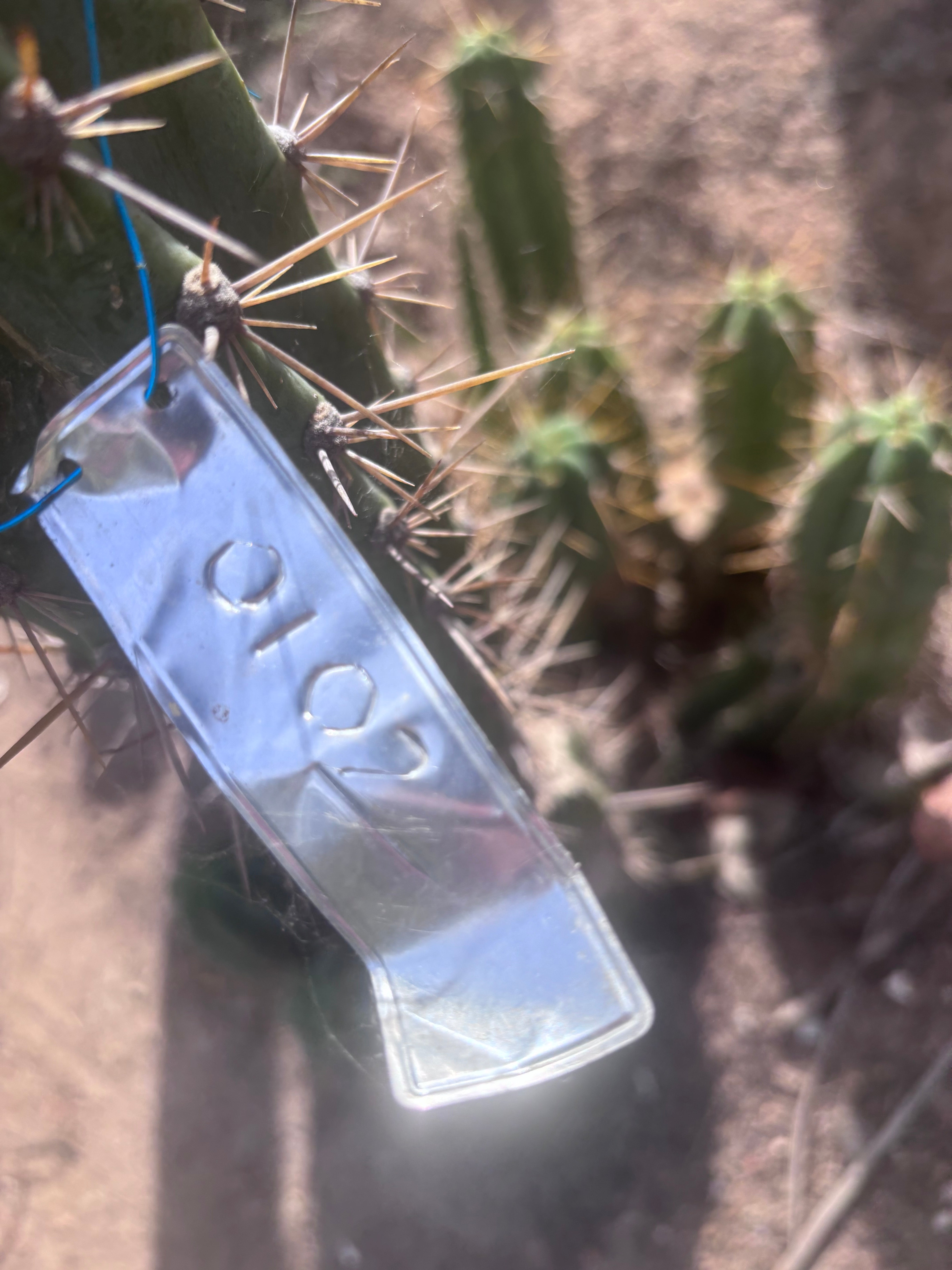 🌶️ 0102 — XL 15” Pup