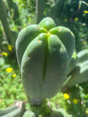 👑🌶️ Scop A — FAT 10” Tips