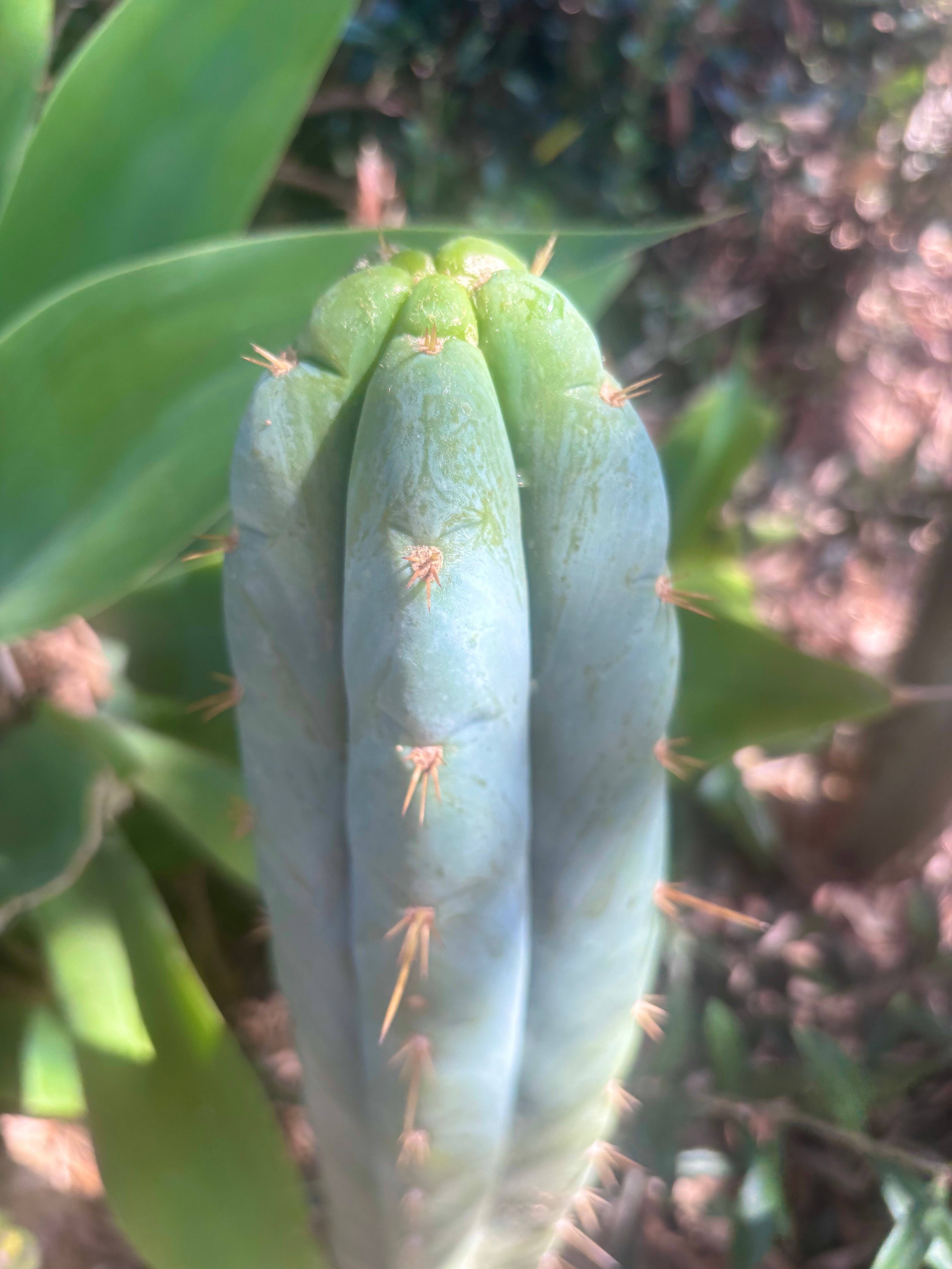 👑 Lotusland Huanu —  Frosty 12” Tip