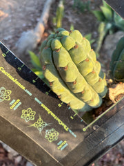 💎👑🌶️ Ichoca — 5.5” Grenade