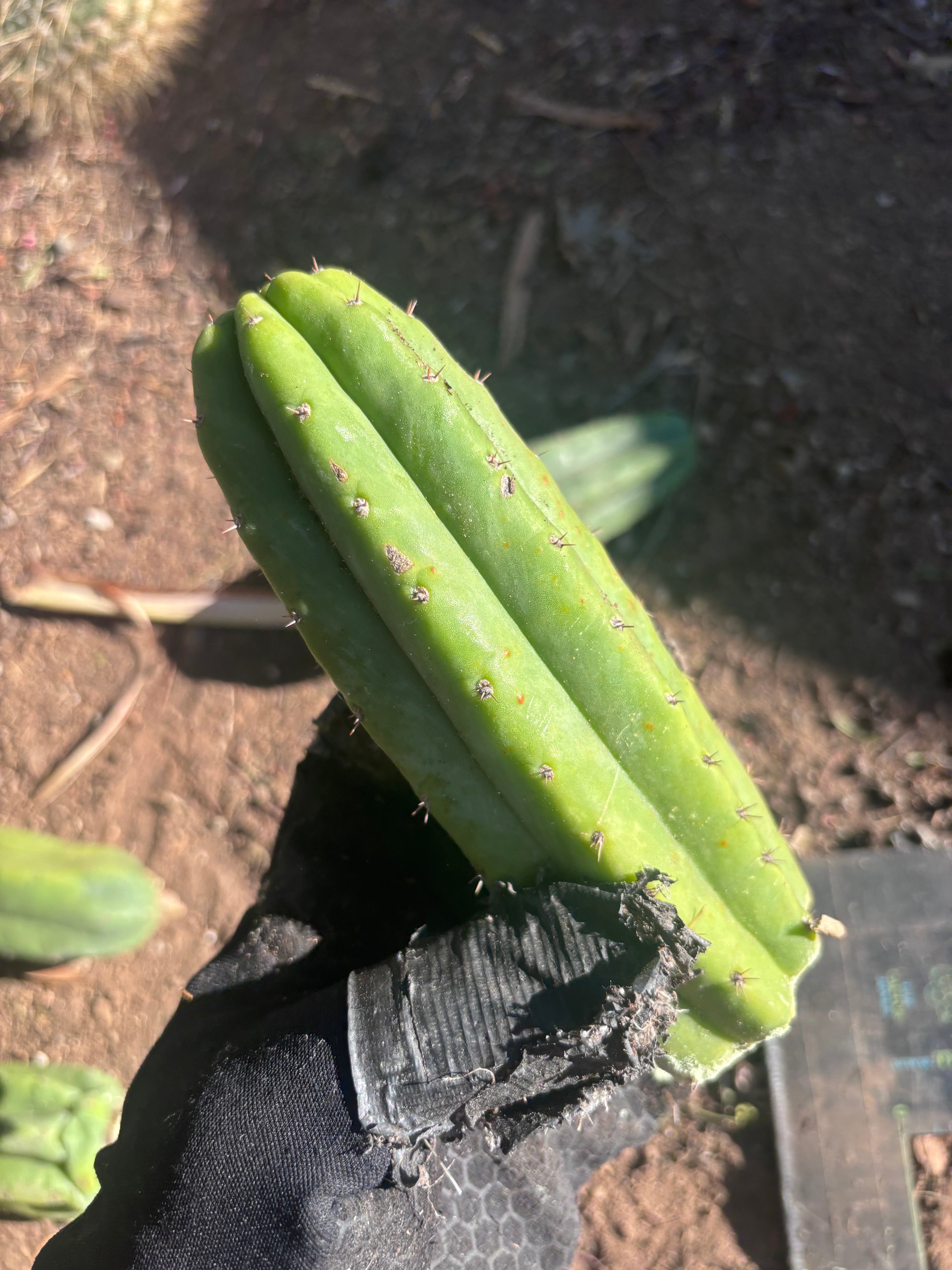 👑🌶️🌶️ Ogun — 7” Tips