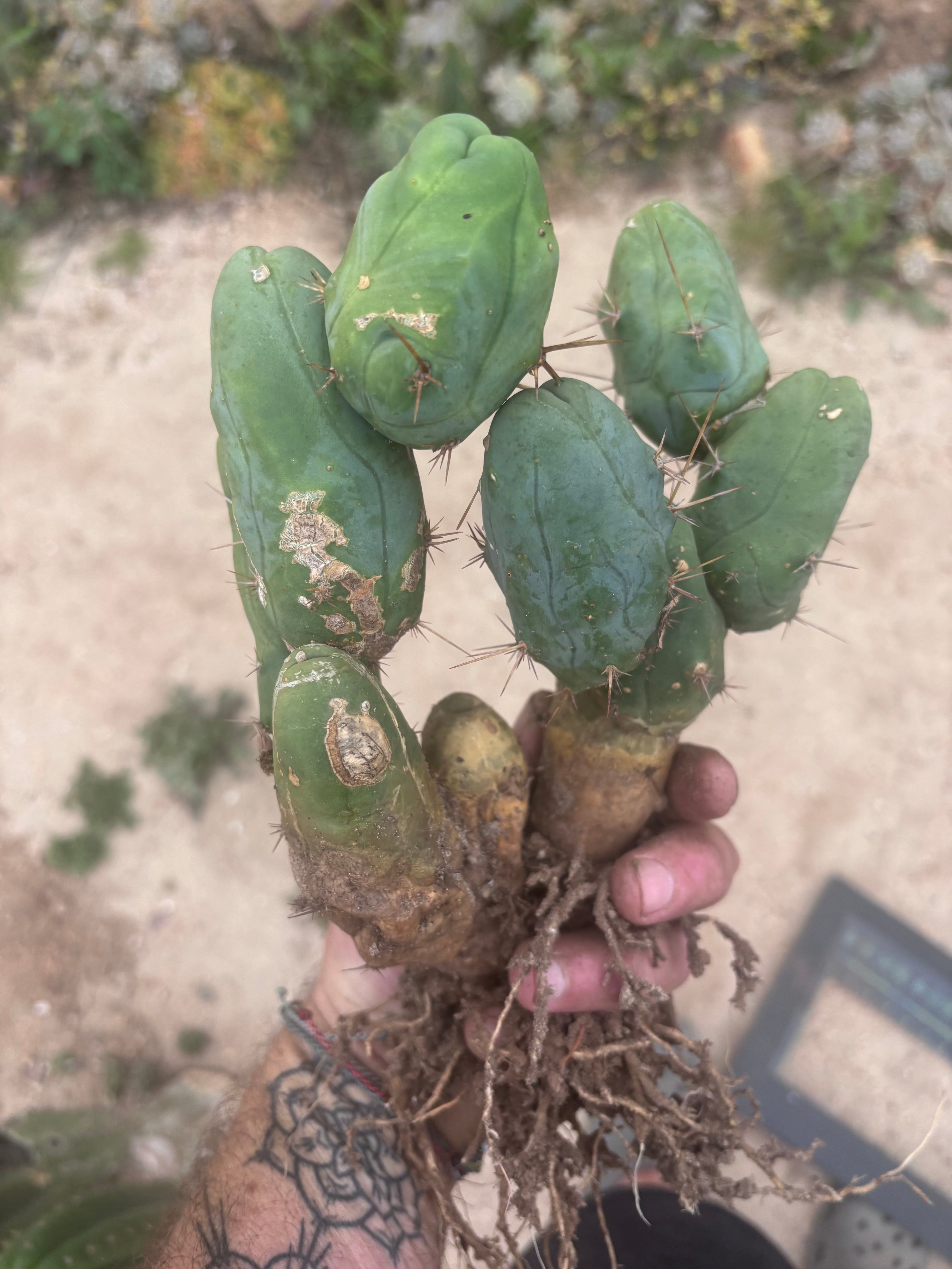 👑🌶️🌶️  TBM Clone B — XL Fully Rooted