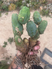 👑🌶️🌶️  TBM Clone B — XL Fully Rooted