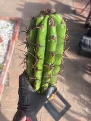 Tacaquirensis — Massive 16” Tip