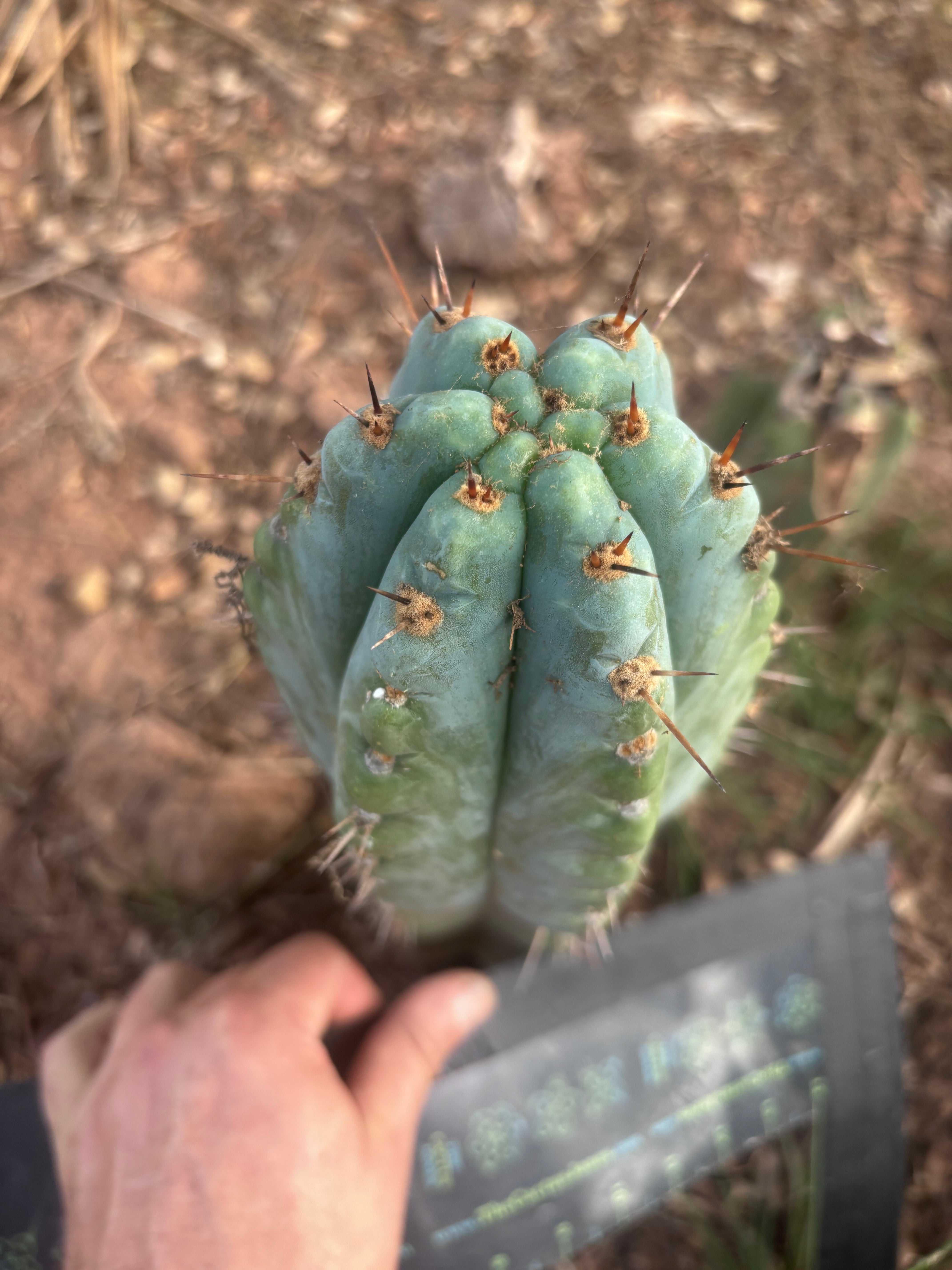 💎👑💎 Papa Smurf — Fat 10” Tip