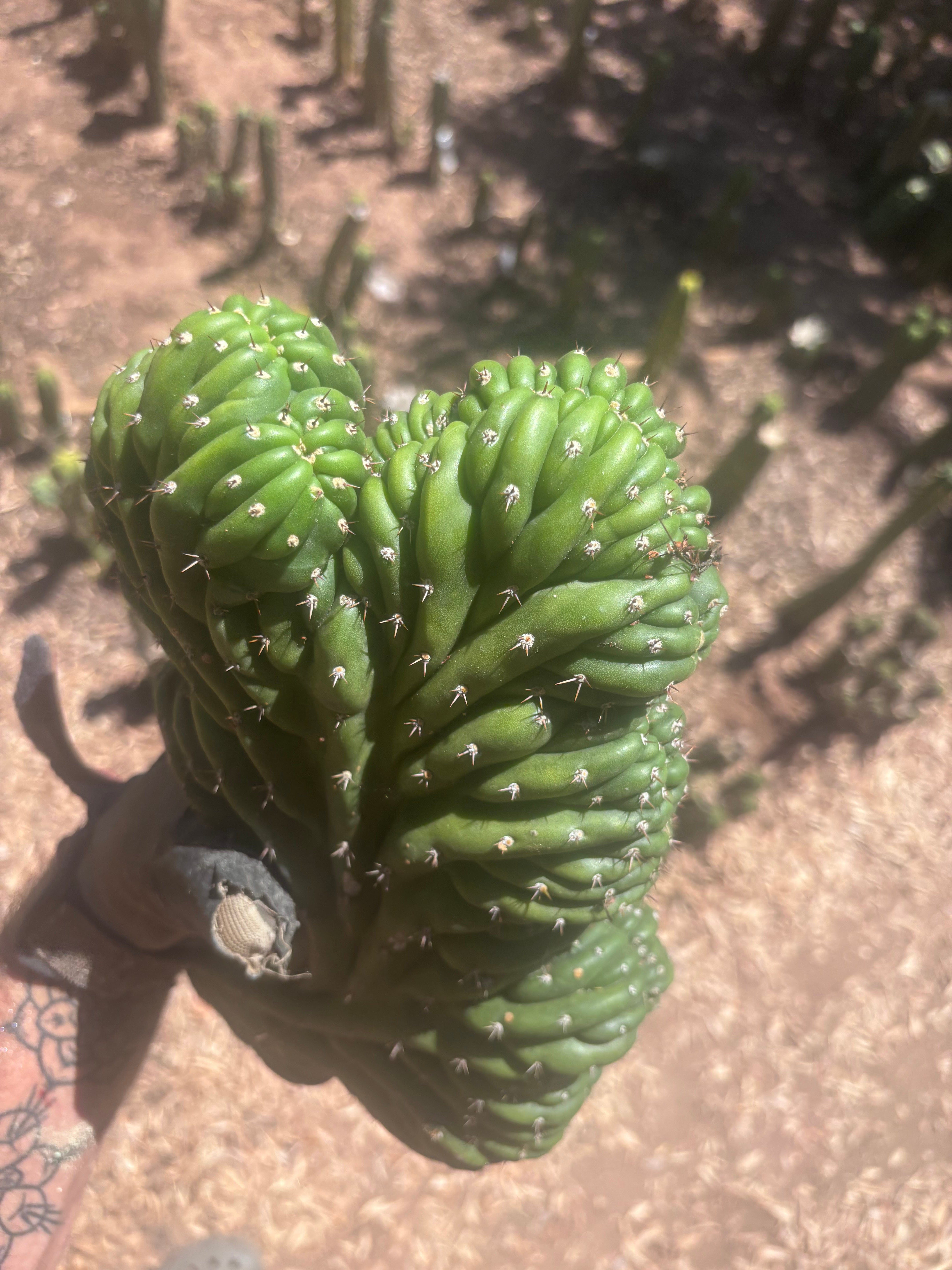 💎👑 TPMC — Large Crest