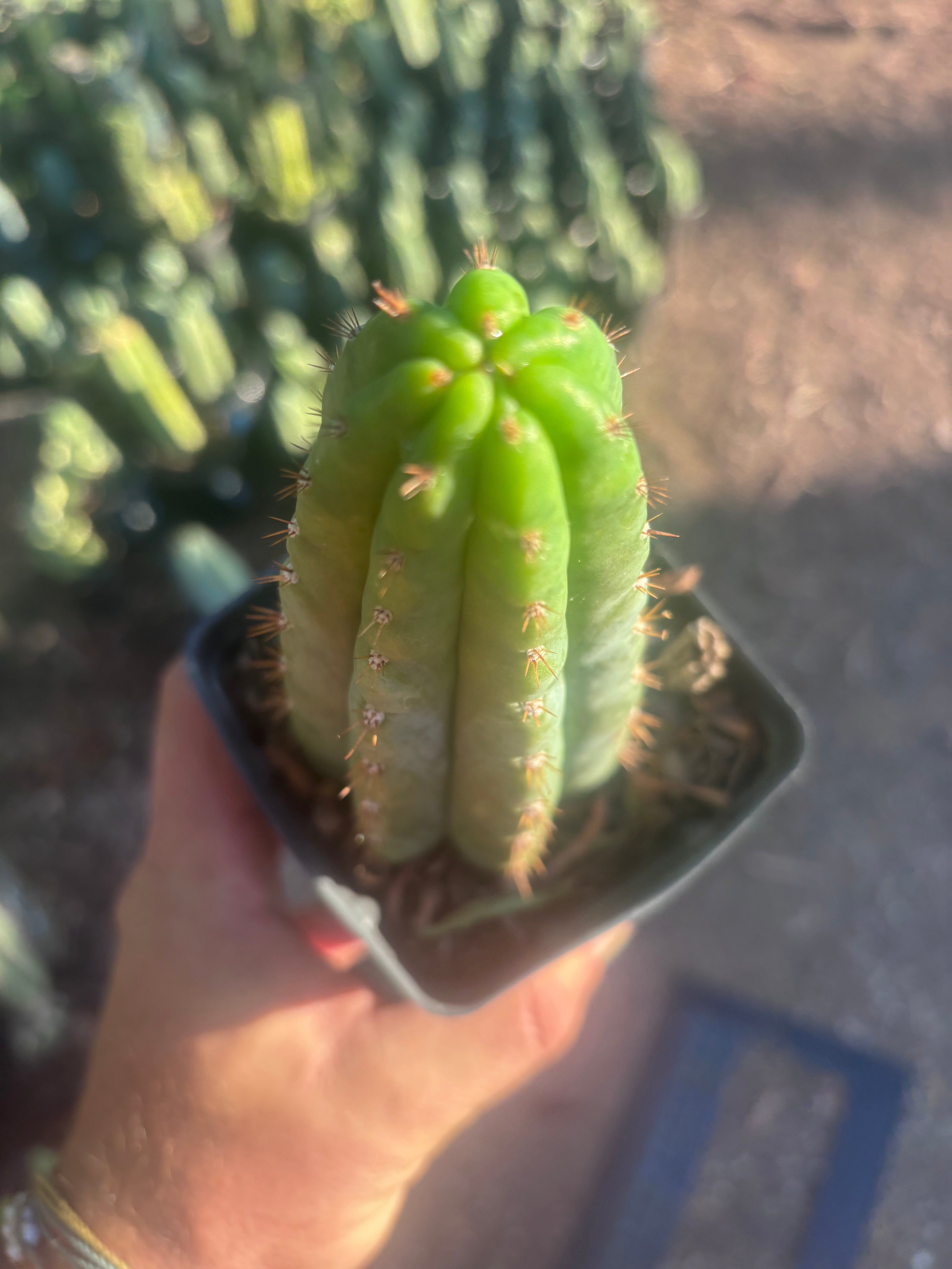 👑🌶️ Ventucky Blue — Rooted Tip