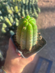 👑🌶️ Ventucky Blue — Rooted Tip