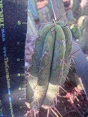 👑🌶️🌶️ Pala! — The Mid Week Pup