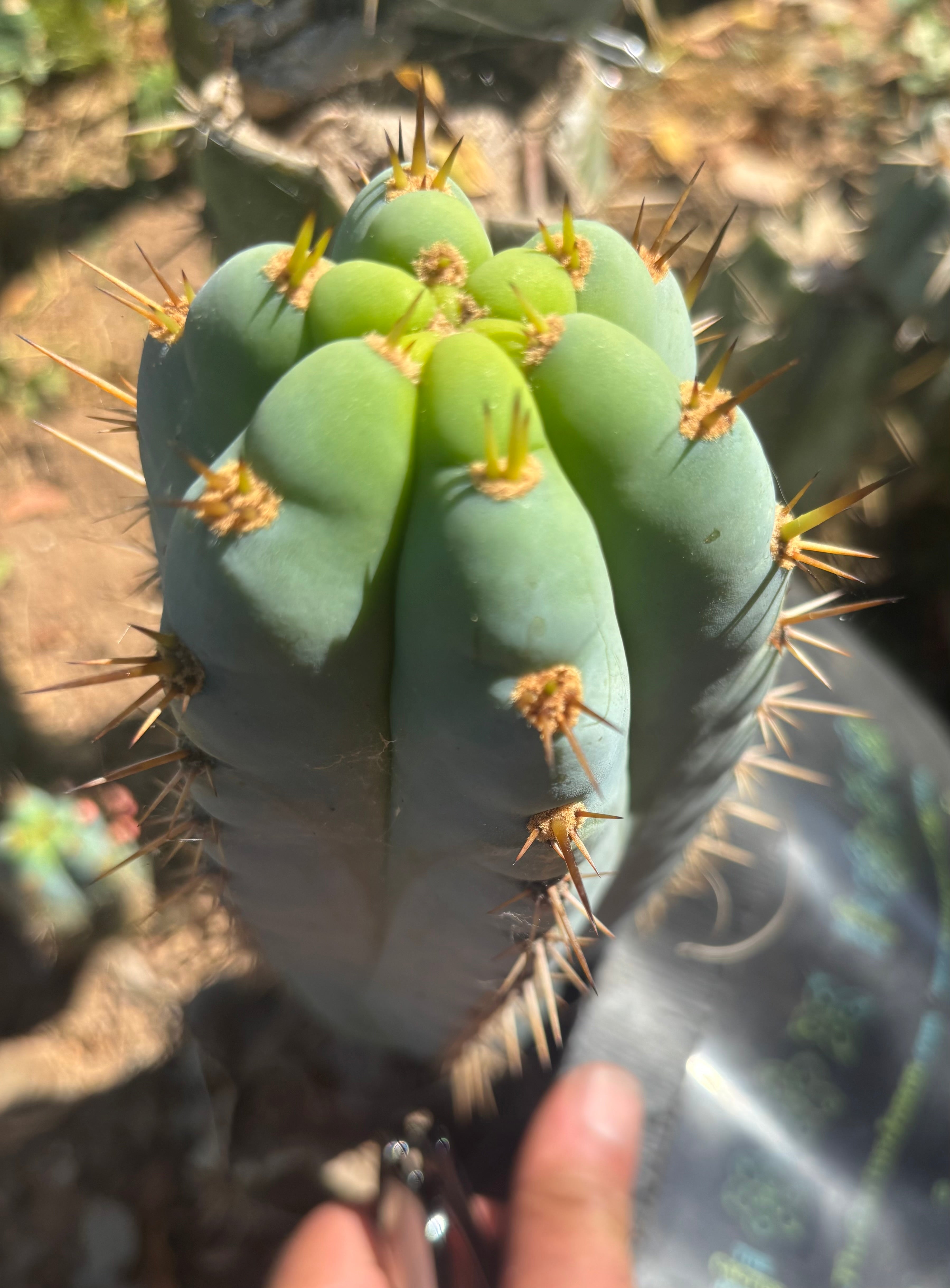 💎👑 Ridiculous — 9” Pup