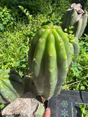 👑🌶️🌶️ Landfill — 9” Pup