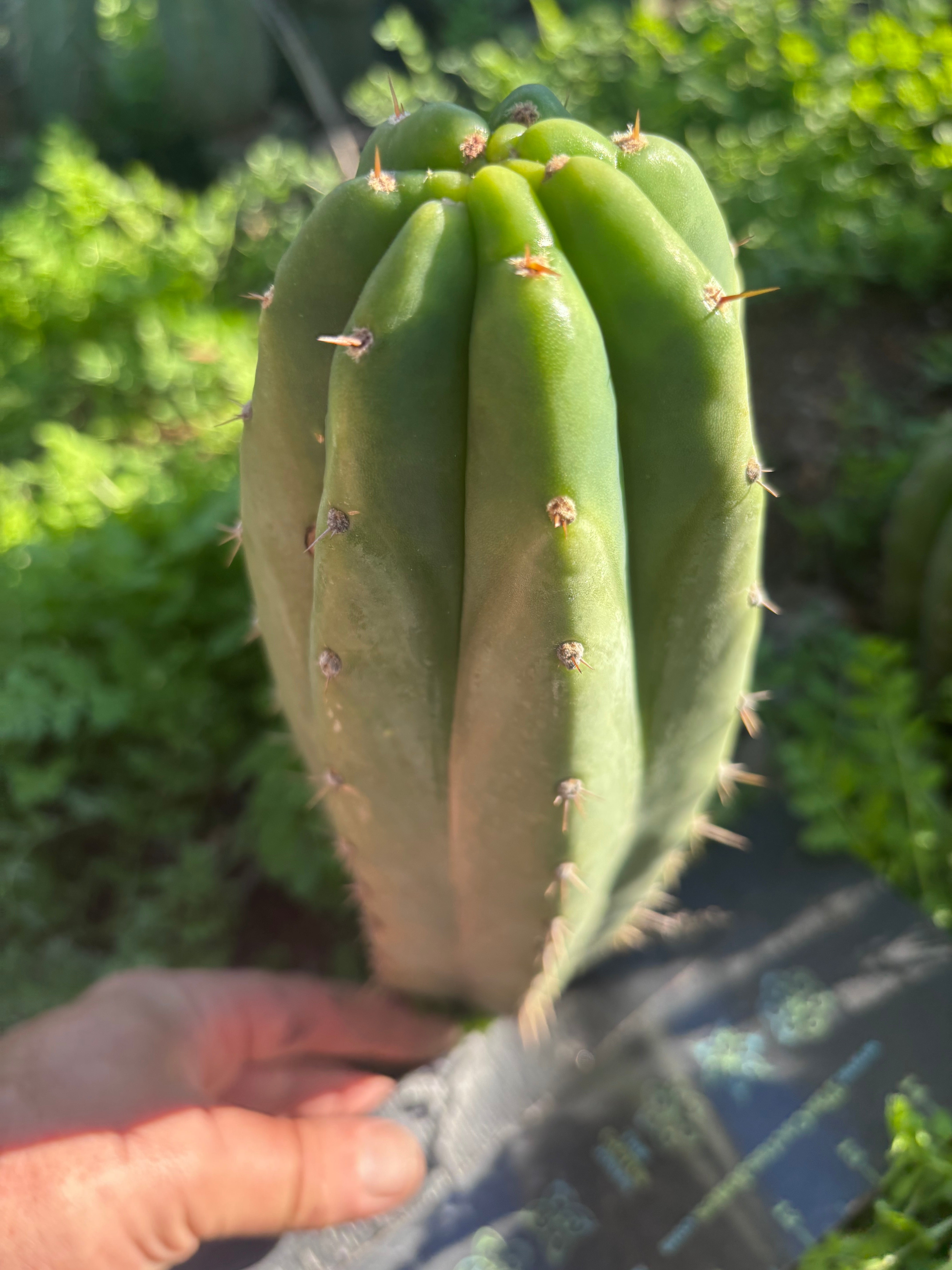 👑🌶️🌶️ Landfill — Beefy 10” Pup