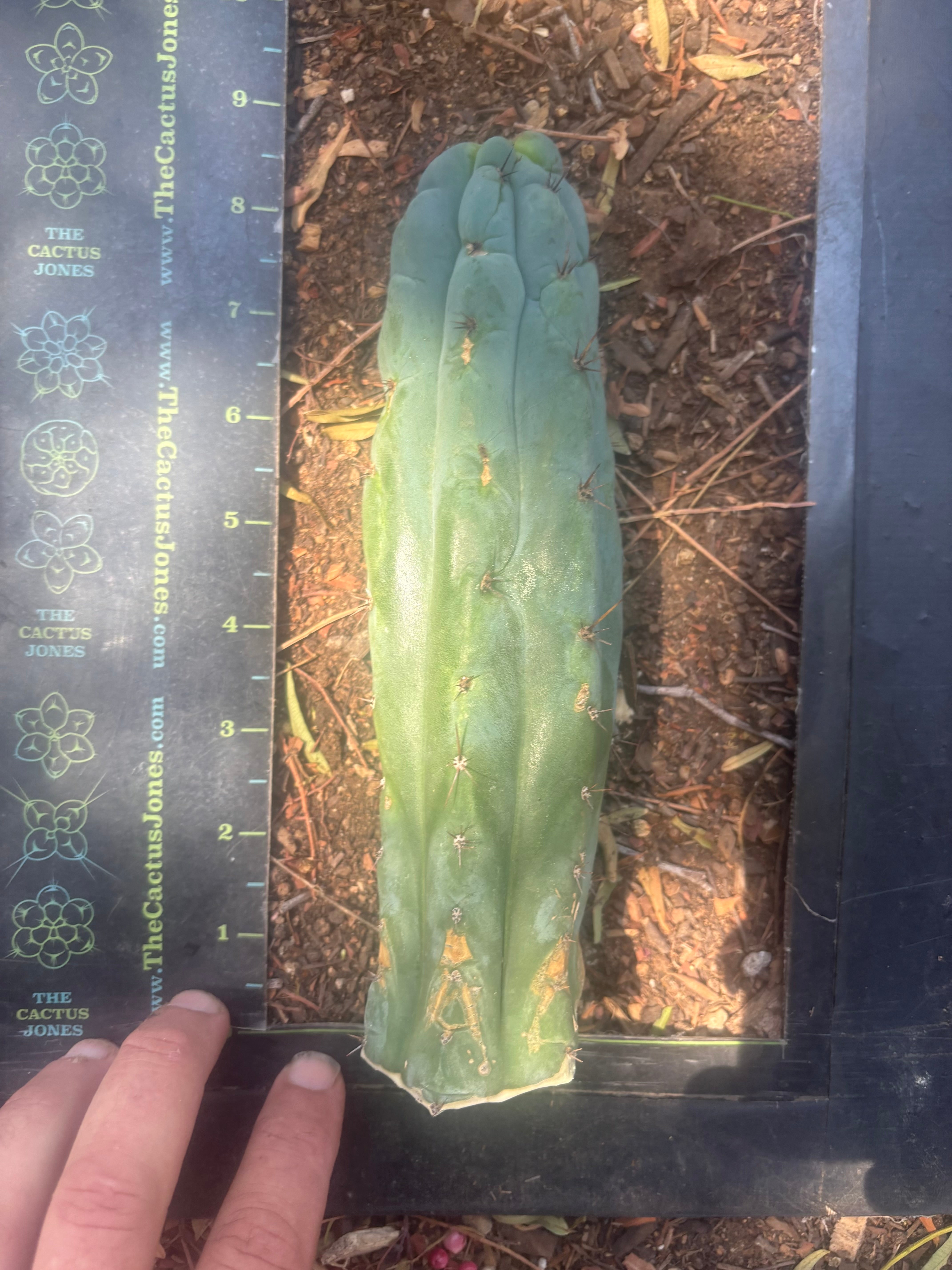 💎👑💎 Y2K  — 8.5” Tip