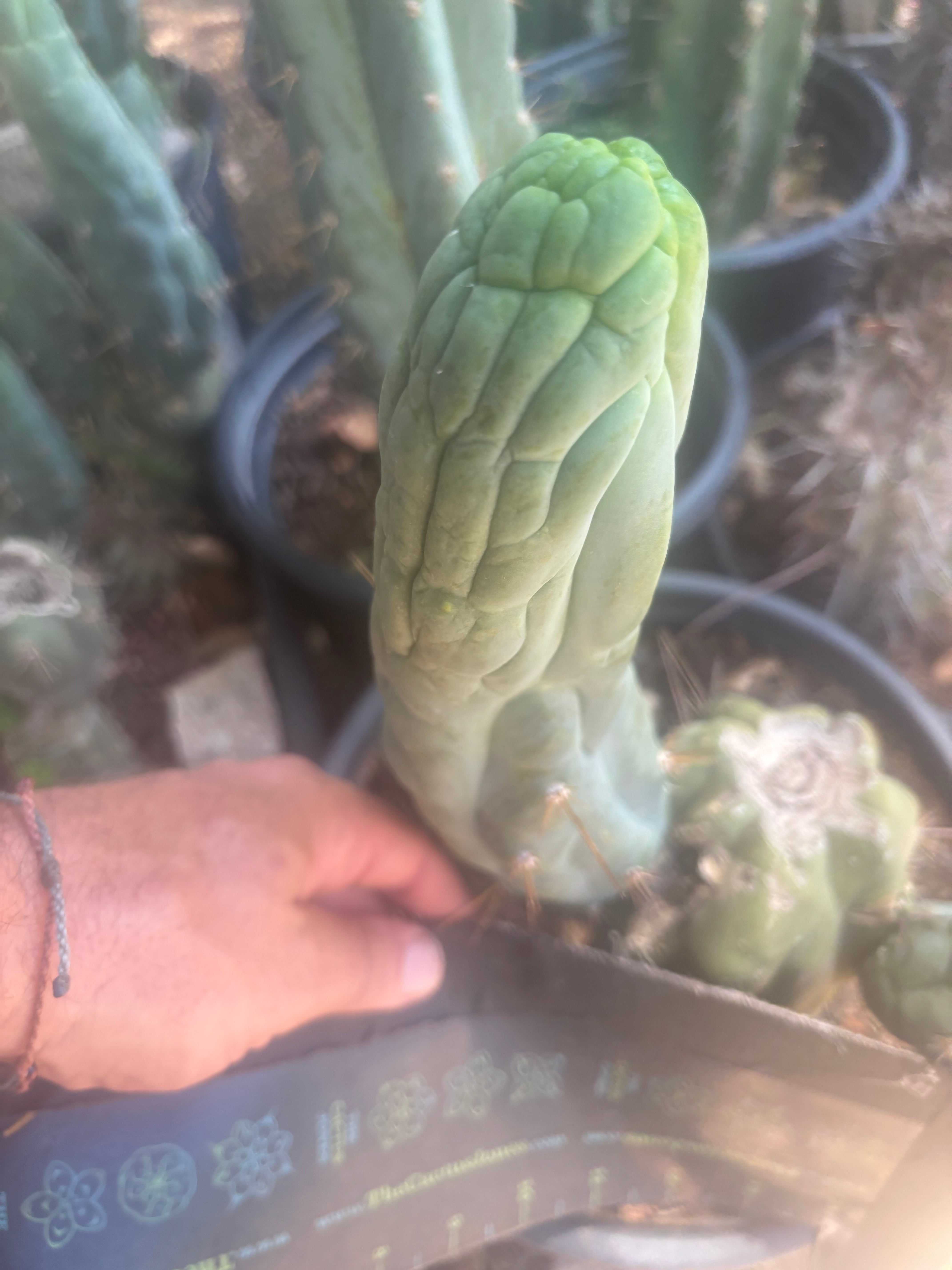 💎👑🐉 Bruce’s Dragon — 9” Pup