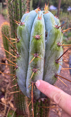 💎👑 BBG48.1540 — Fat 6” Tip