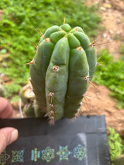 Custom Listing for Scott C