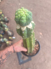 💎👑💎 Havran — XL Established Graft on Rooted 15” PC