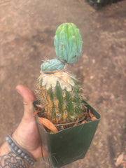💎👑💎  NUBS — Established Slab Graft w/ Pup, Rooted