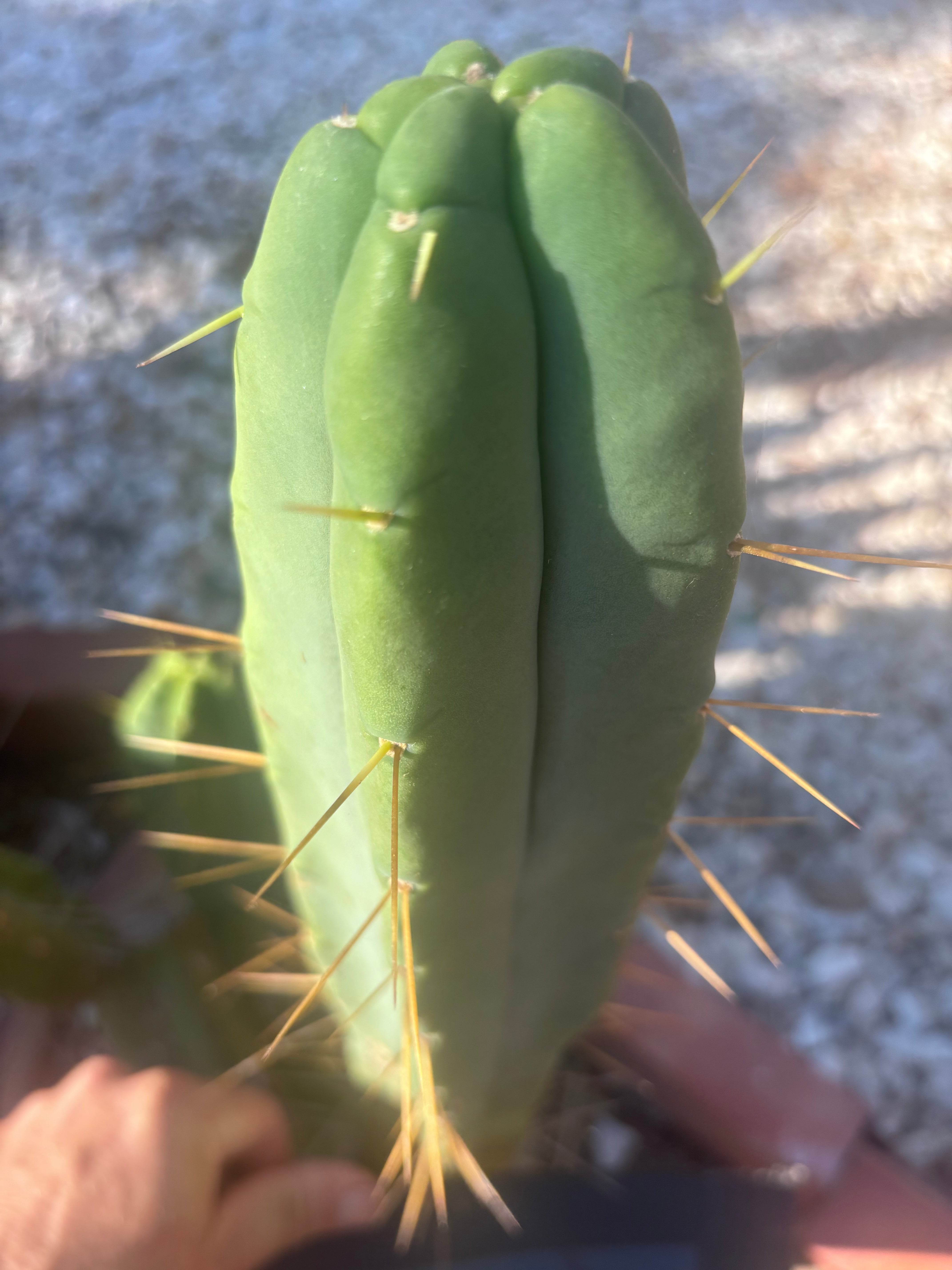 👑🌶️🌶️ Eileen — 14” Tip