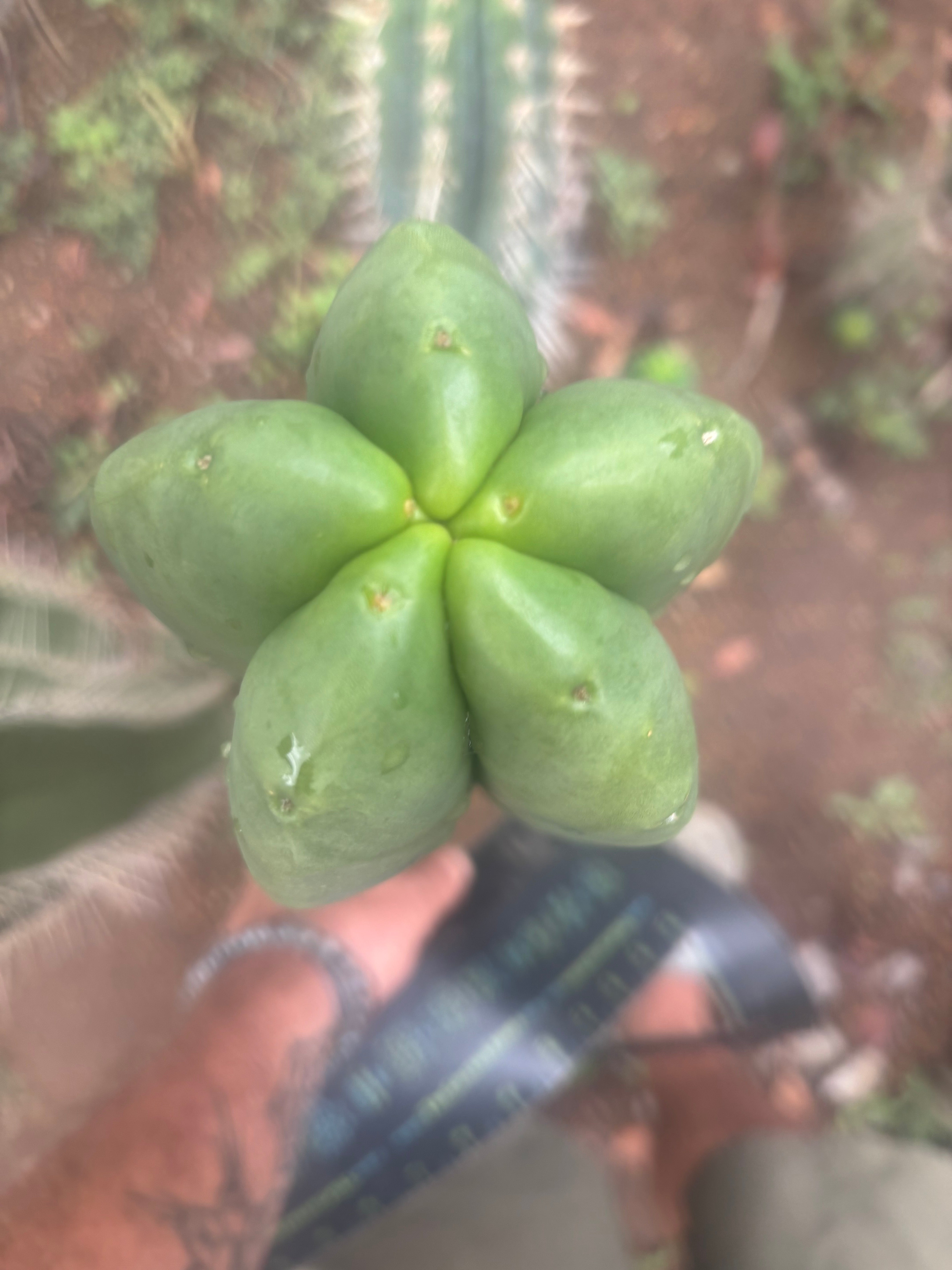 💎👑💎 Hulk  — *MASSIVE* XXL 16” Tip
