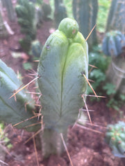 💎👑💎🌶️ Monster De Cota Cota — 8” Pup
