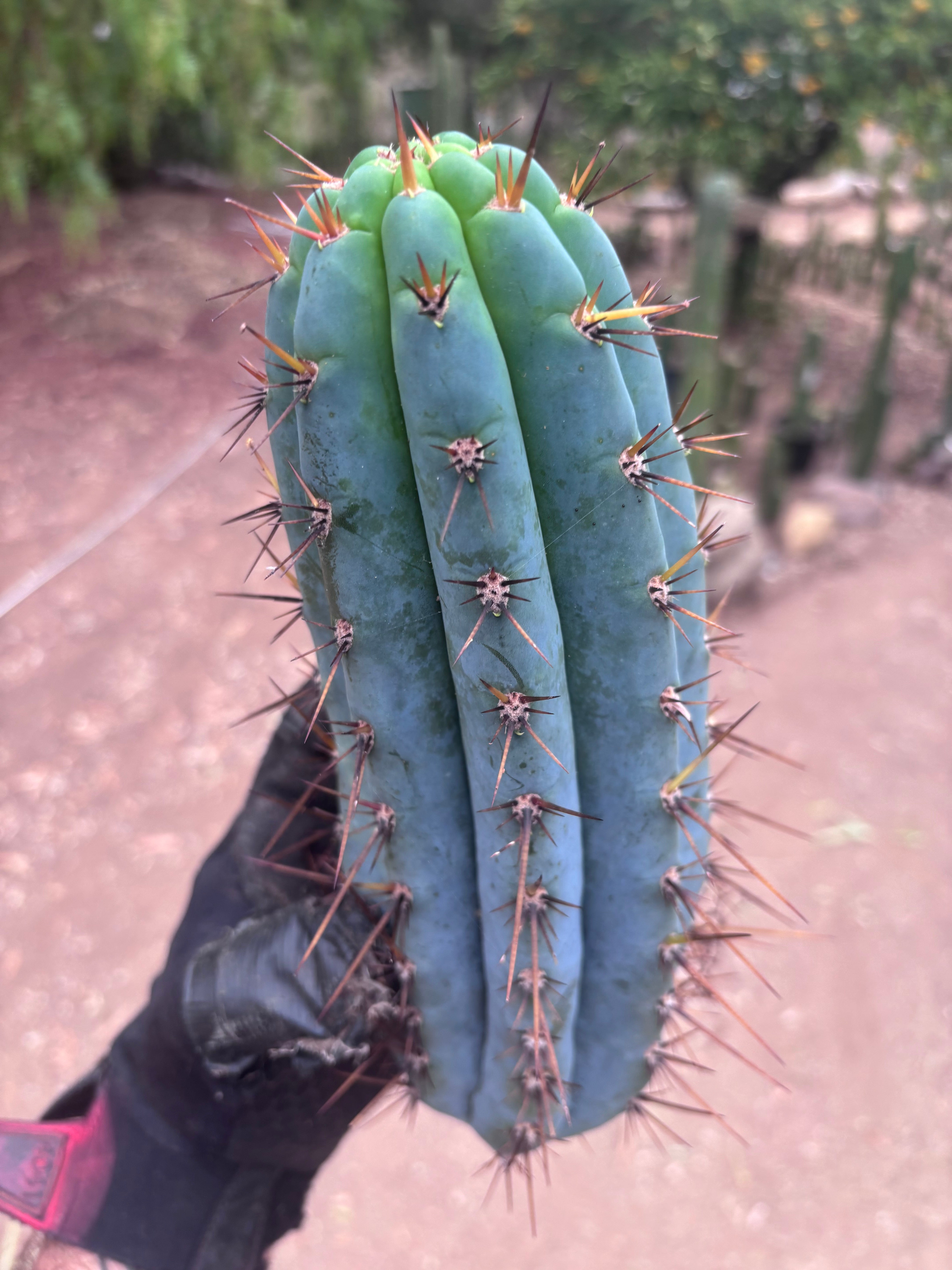 👑 Balboa Blue — Fat 10” Pup