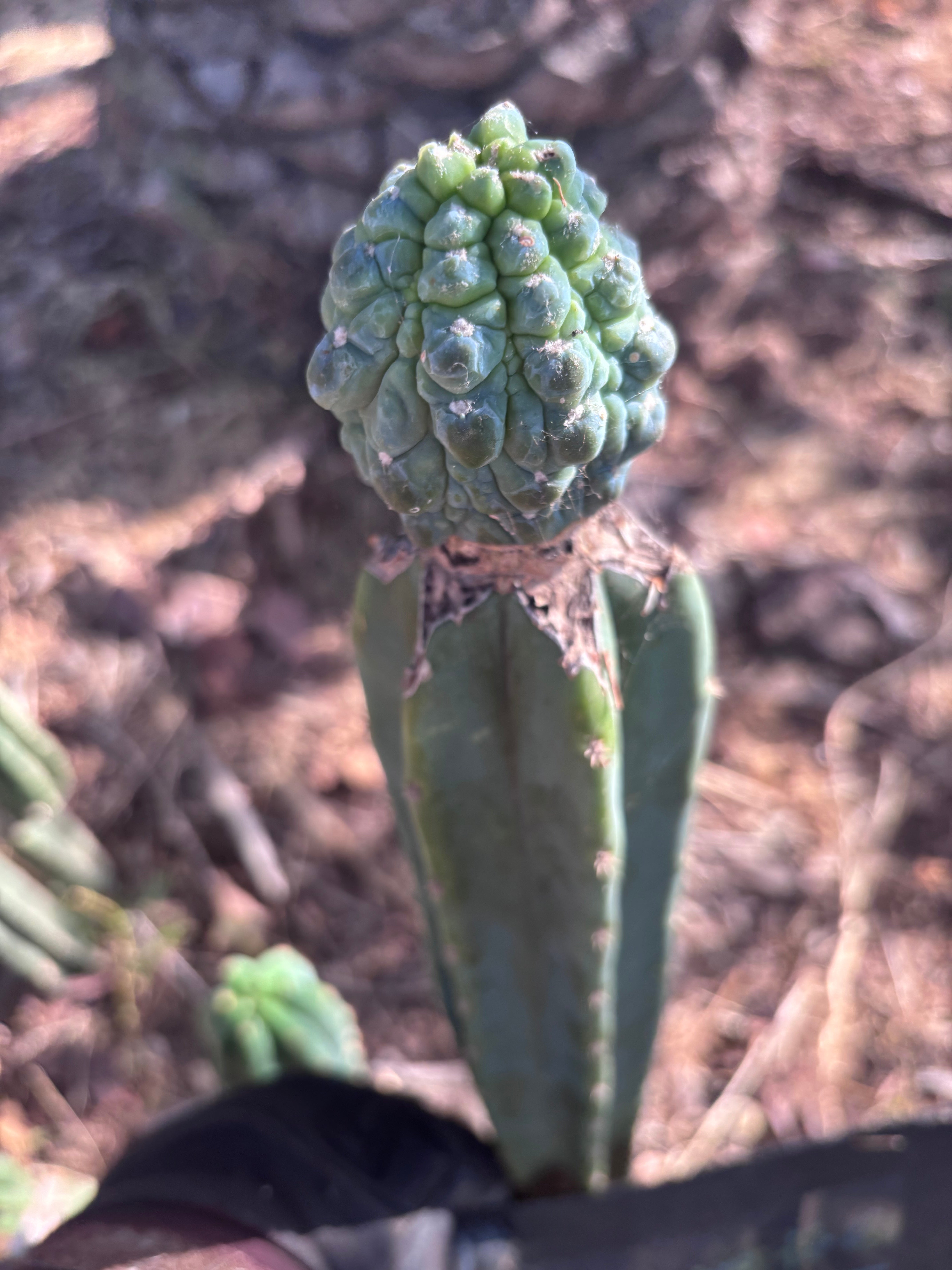 👑💎 Aaaand Again … Another Glorp Graft