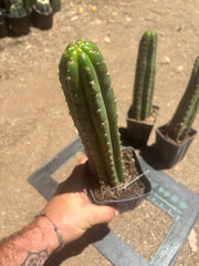 👑🌶️ Torres & Torres — Rooted 11” Tips